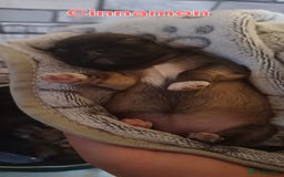 Shih Tzu dogs for sale: Beautiful colours Shihtzu puppies - Image 22