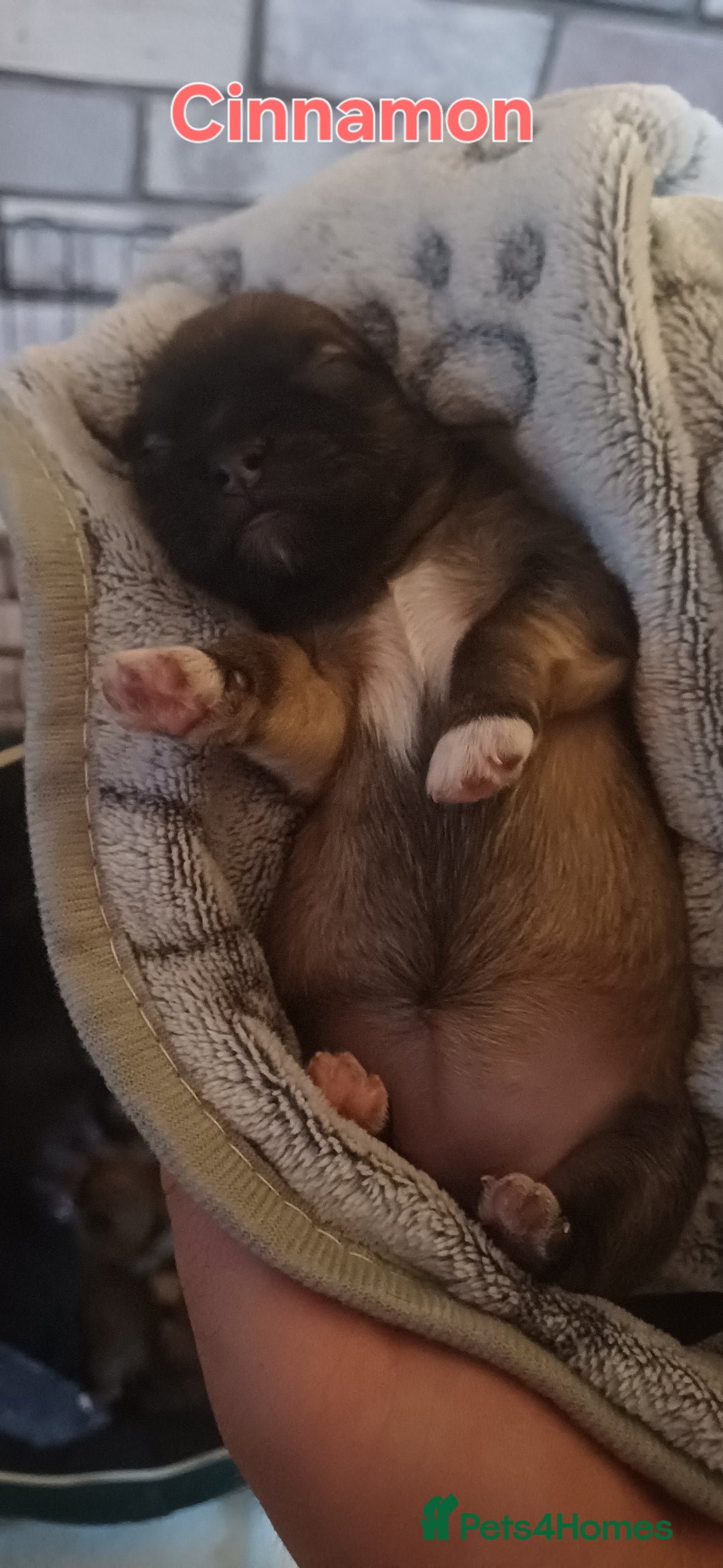 Shih Tzu dogs for sale: Beautiful colours Shihtzu puppies - Image 22