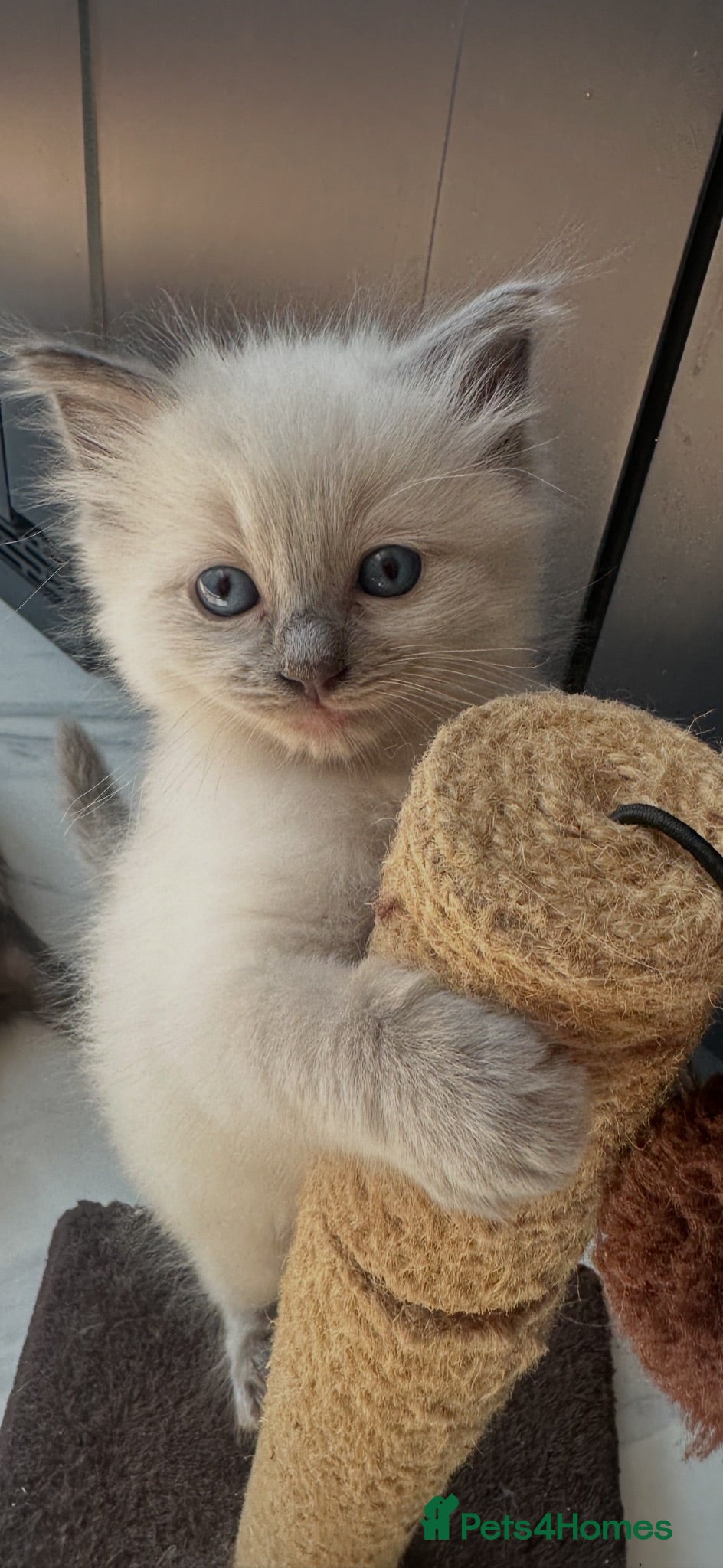 Ragdoll cats One handsome ragdoll boy kitten  for sale  - Advert 6