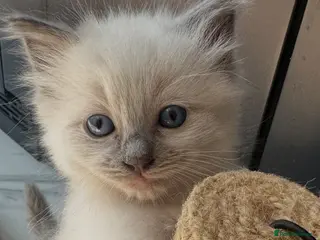 Ragdoll cats One handsome ragdoll boy kitten for sale - Advert 2