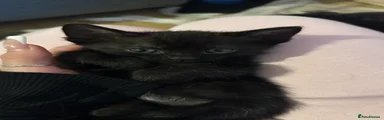 Black female kitten 