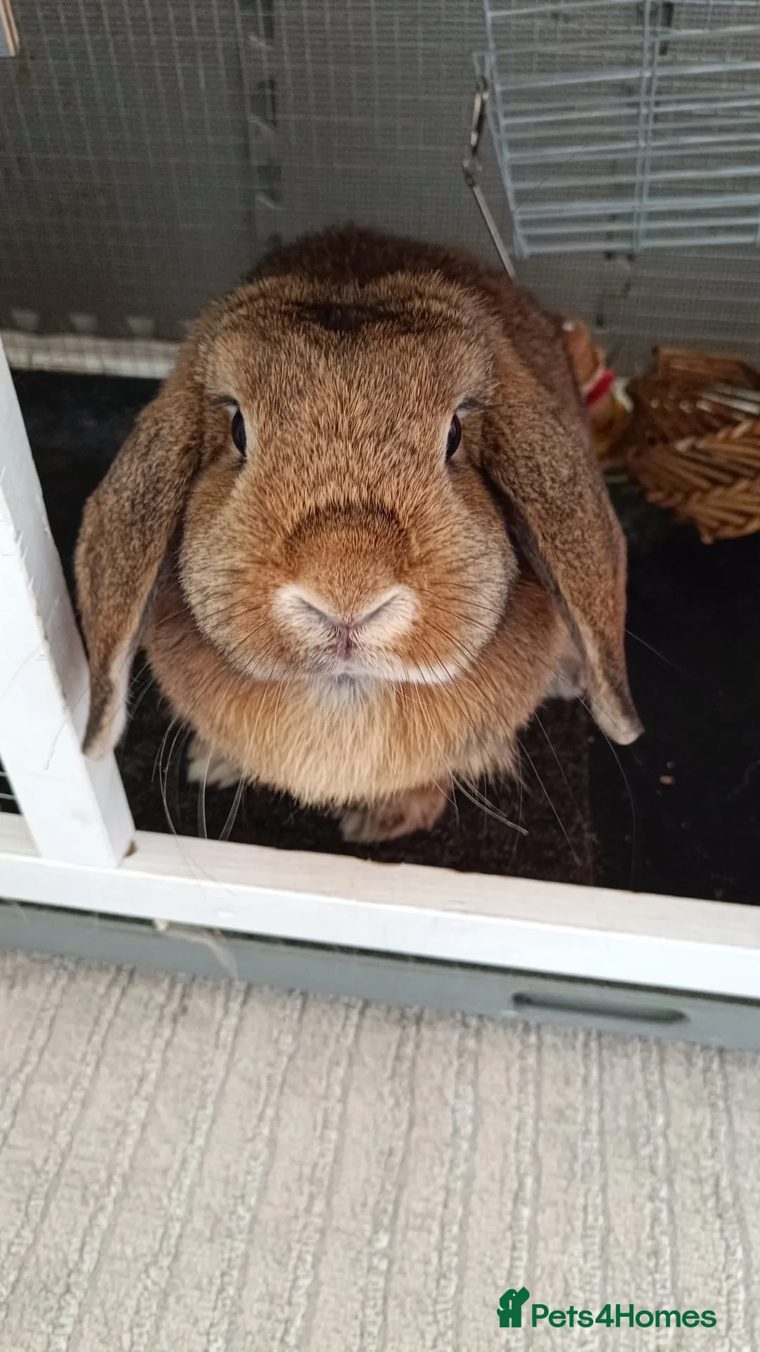 Mini Lop rabbits for sale: 2 indoor rabbits  - Advert 2
