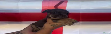 Hugo 