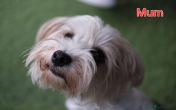 Biewer Terrier dogs for sale: Yorkshire Biewier terrier  - Advert 23