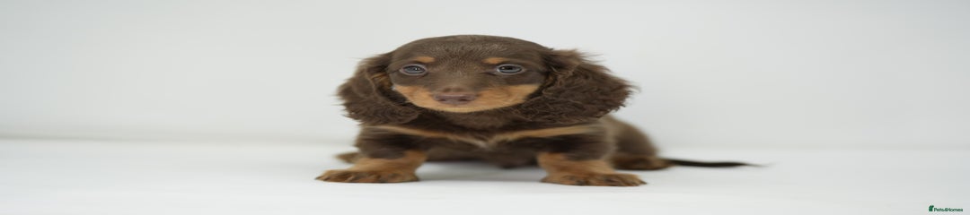 Dachshund Puppy 4
