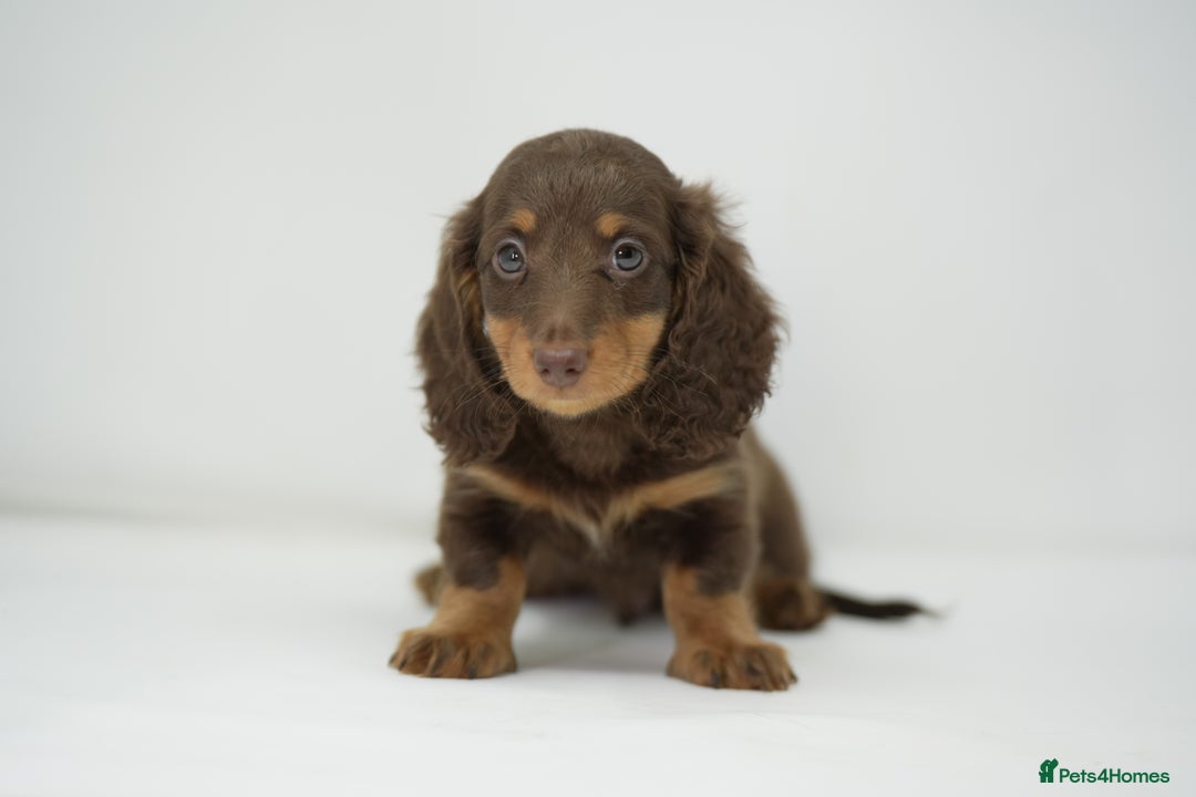 Dachshund dogs for sale: Long haired miniature dachshunds  - Image 7