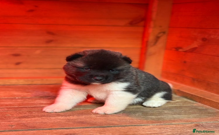 Akita dogs - Advert 3