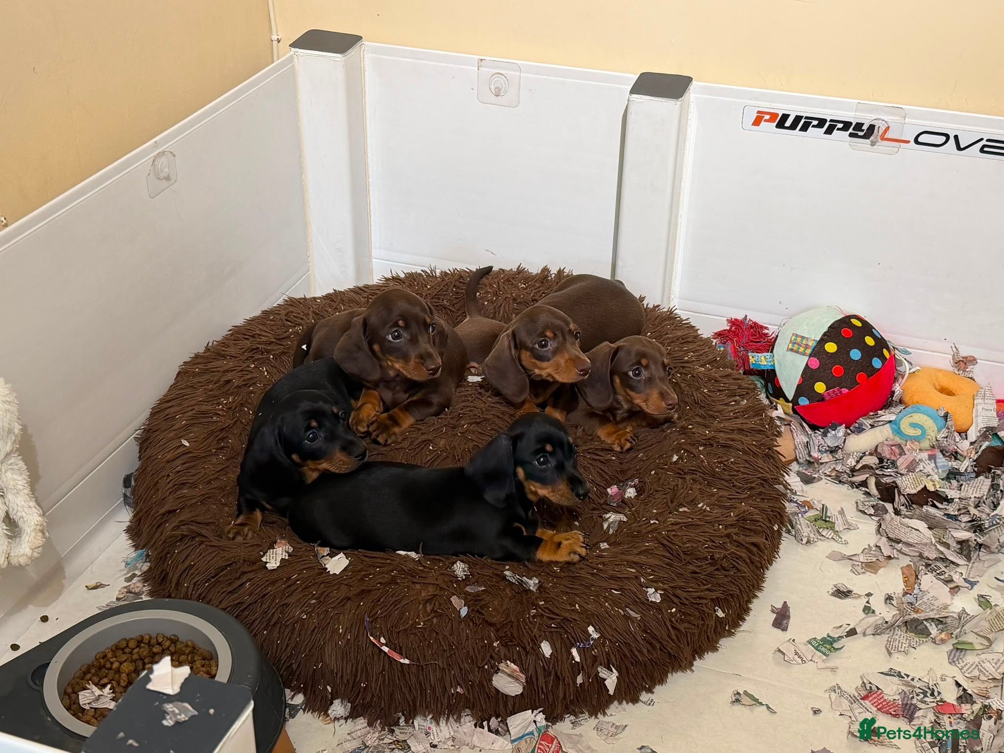 Miniature Dachshund dogs BEAUTIFUL MINI DACHSHUNDS  - Advert 2