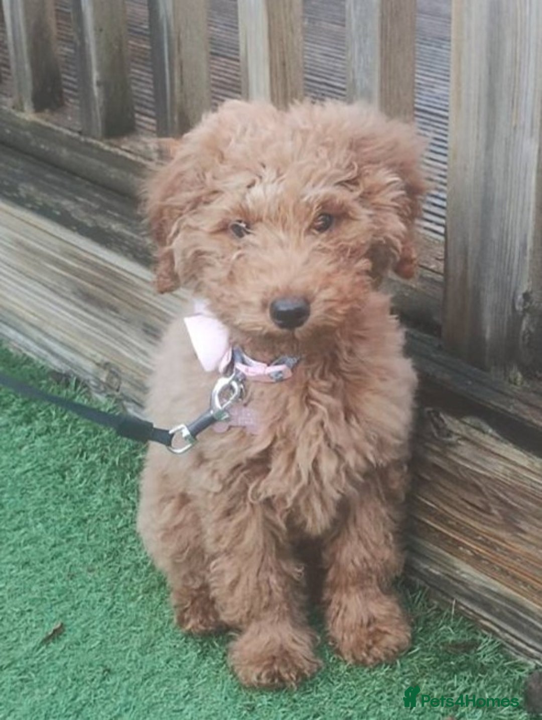Goldendoodle dogs for sale: Gorgeous, Fun-Loving Puppy Looking for a New Home - Advert 7