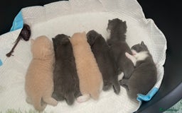 British Shorthair cats for sale: British Shorthair Queen Proven & Show Winning - Image 11