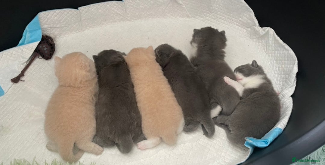 British Shorthair cats for sale: British Shorthair Queen Proven & Show Winning - Image 11