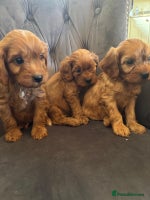 Cavapoo dogs LICENSED BREEDER QUALITY HEALTH TESTED CAVAPOOS - Advert 1