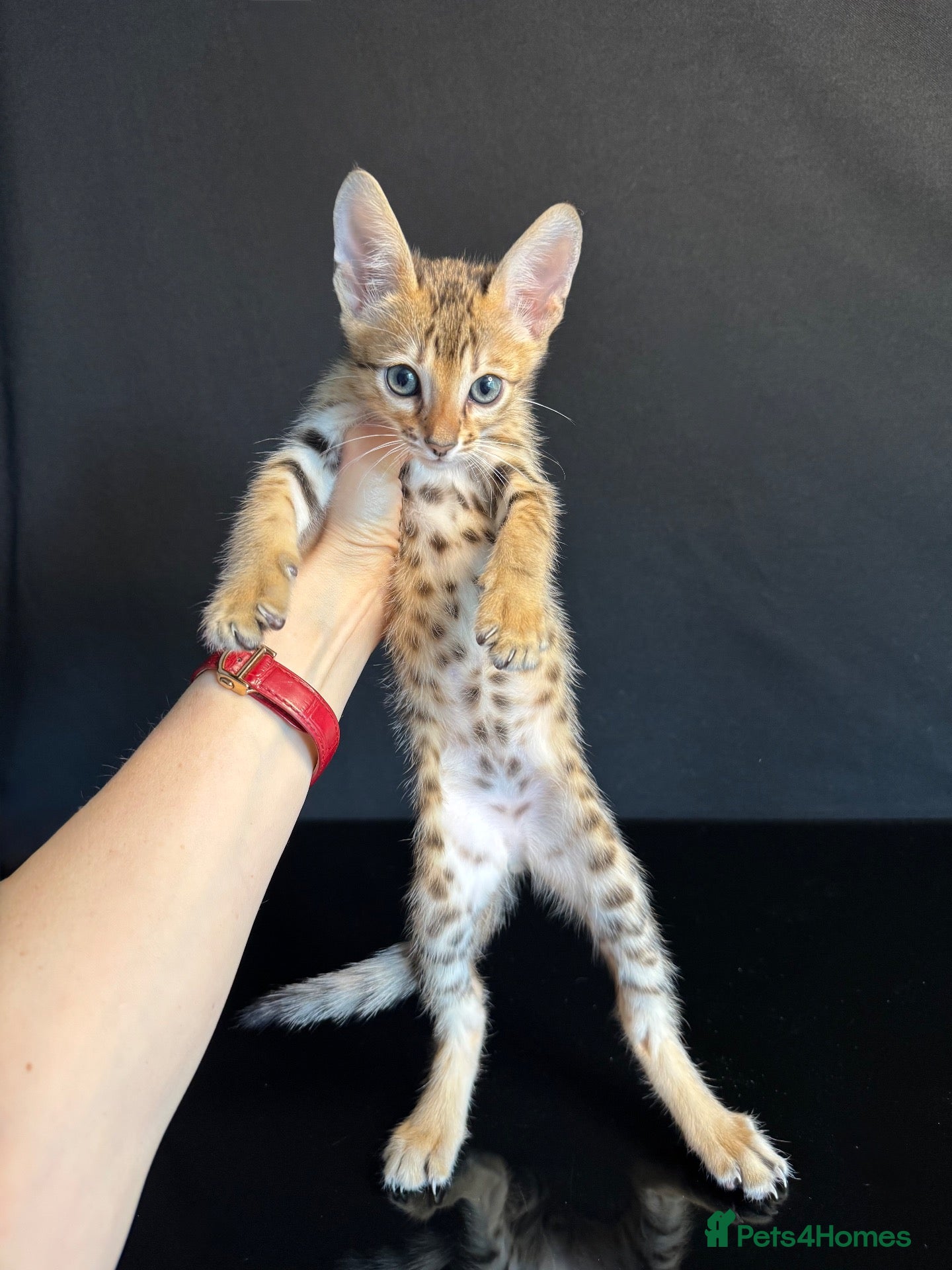 Savannah cats 2 and 3 months old. Tica Regist. Savannahs - Advert 1