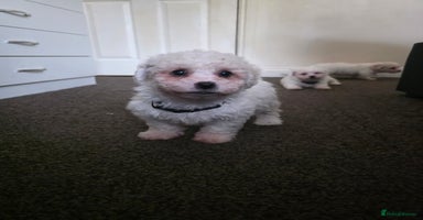 Bichon Frise dogs - Advert 15