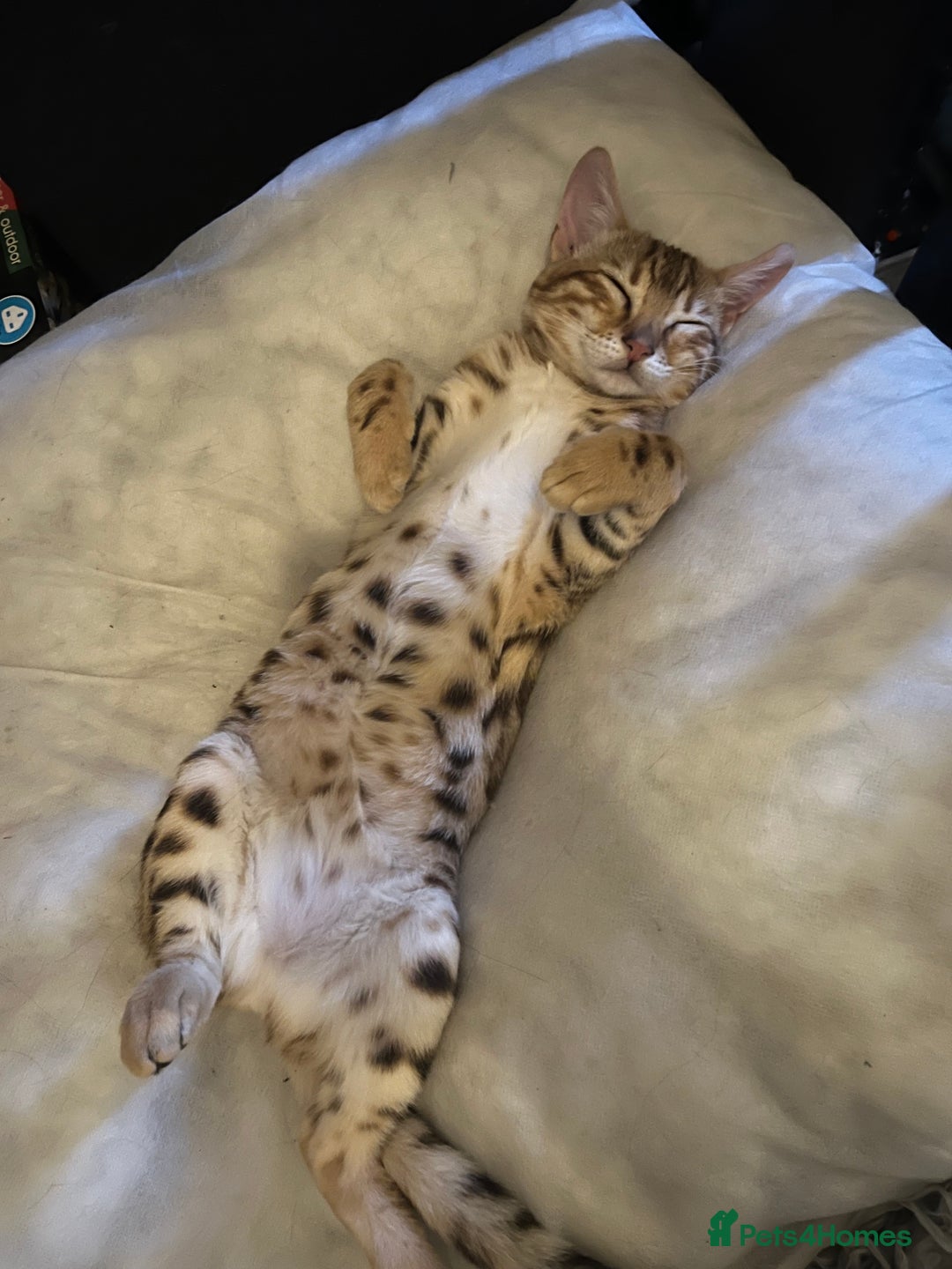 Bengal cats for sale: 2 lovable bengal brothers - Advert 9