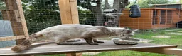 Ragdoll cats for sale: RAGDOLL FULLY HEALTH TESTED GCCF  - Advert 9