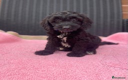 Cockapoo dogs for sale: 🐶❤️💙fully vaccinated cockapoos ready now 🐶❤️💙 - Image 6