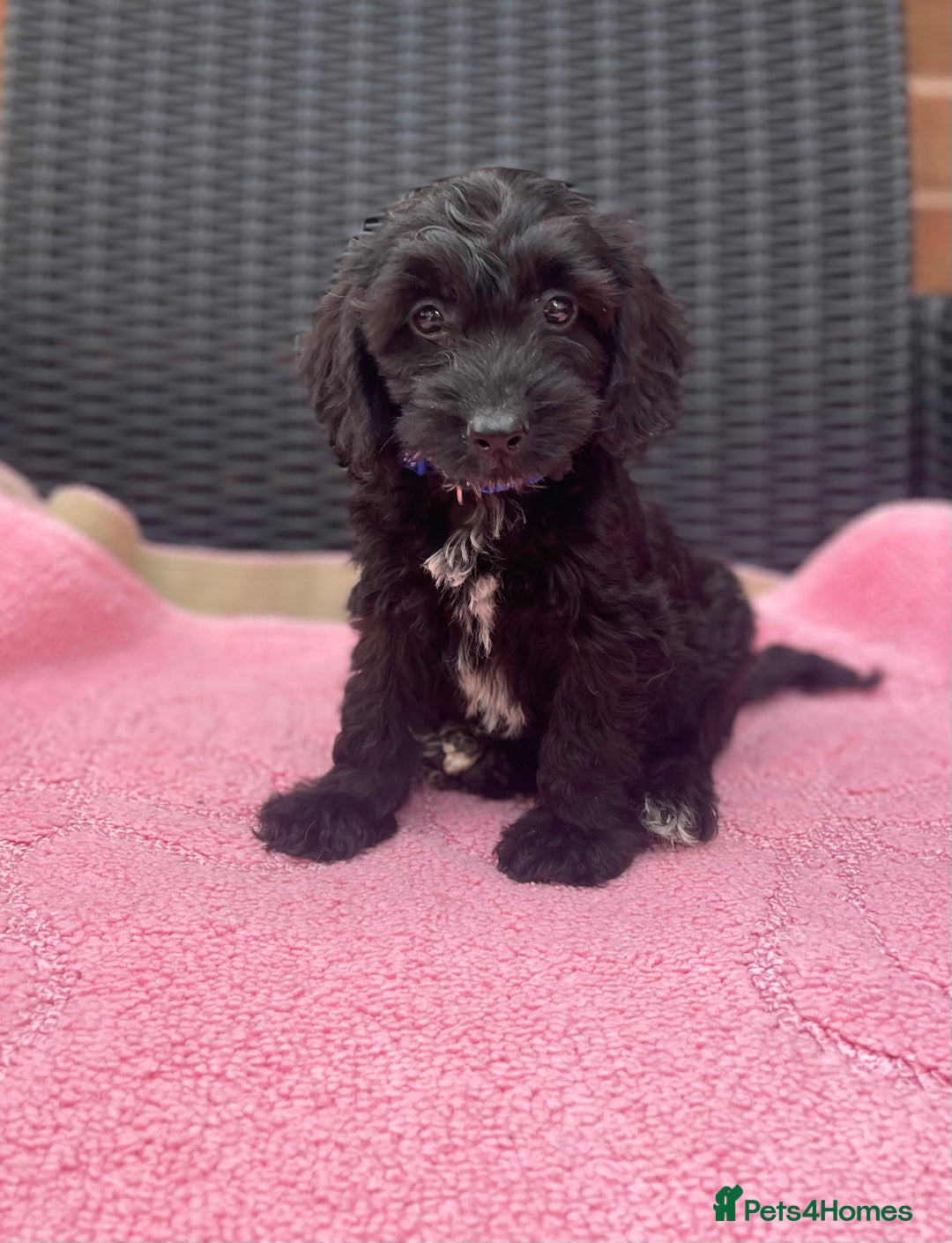 Cockapoo dogs for sale: 🐶❤️💙fully vaccinated cockapoos ready now 🐶❤️💙 - Image 6