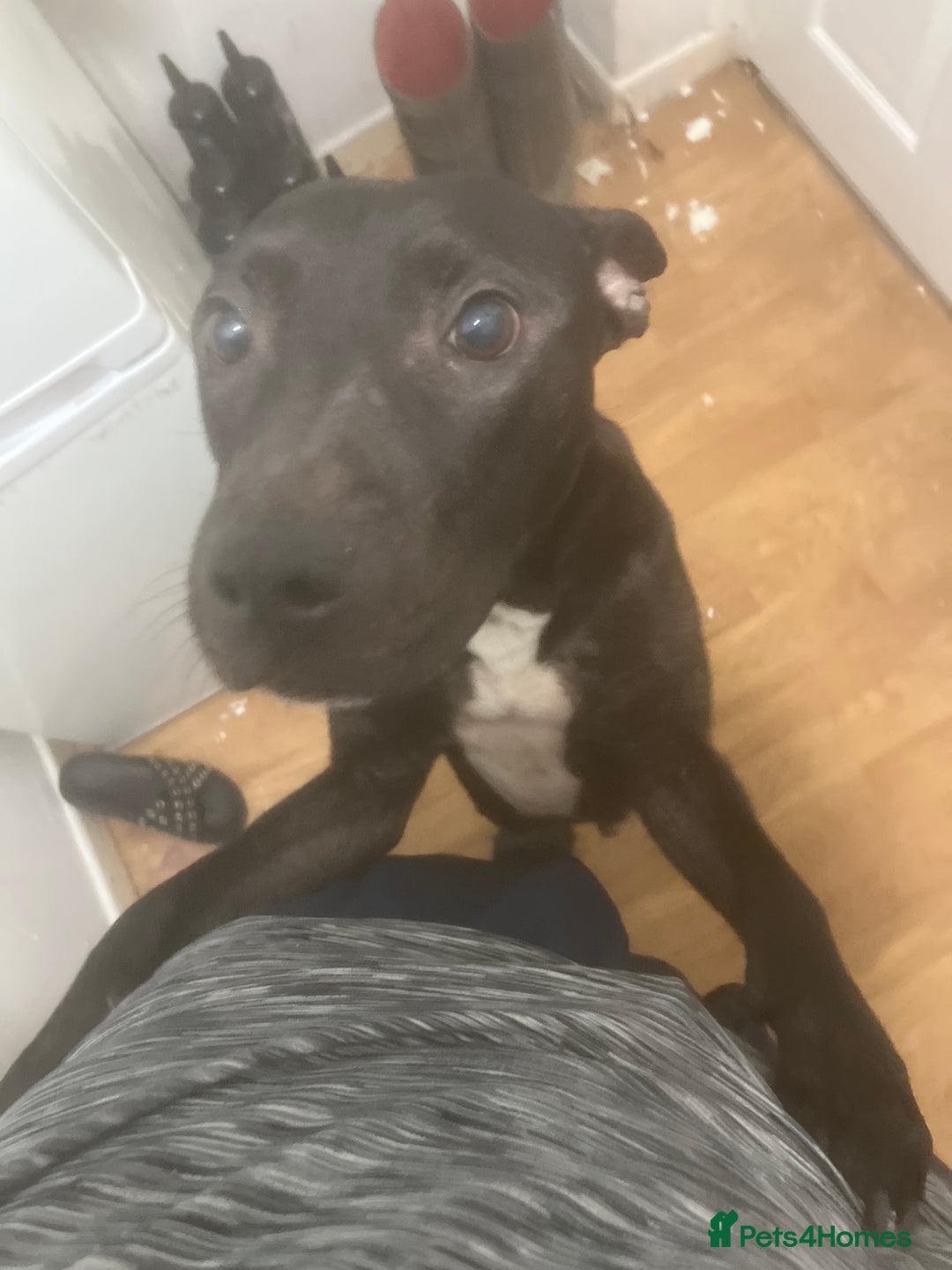 Mixed Breed dogs for sale: Lovely dogs looking for a new home  - Image 6