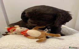 Cocker Spaniel dogs for sale: Stunning male cocker spaniel puppy pedigree - Image 5