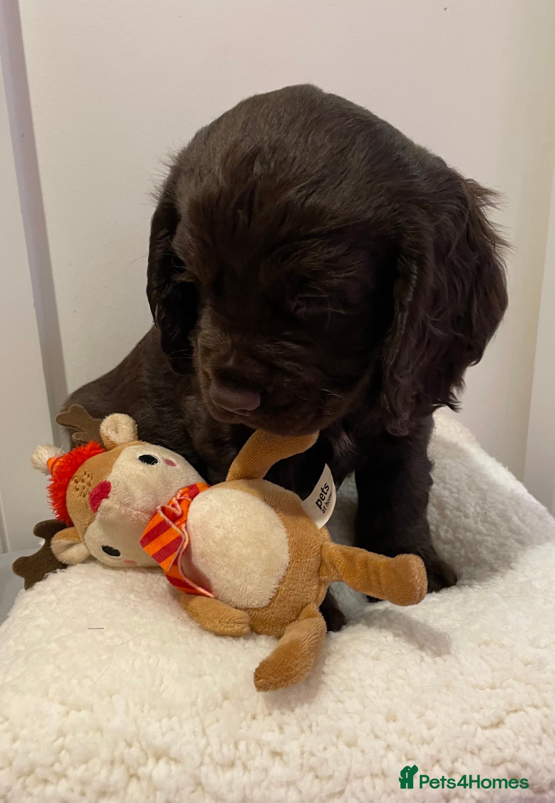 Cocker Spaniel dogs for sale: Stunning male cocker spaniel puppy pedigree - Image 5