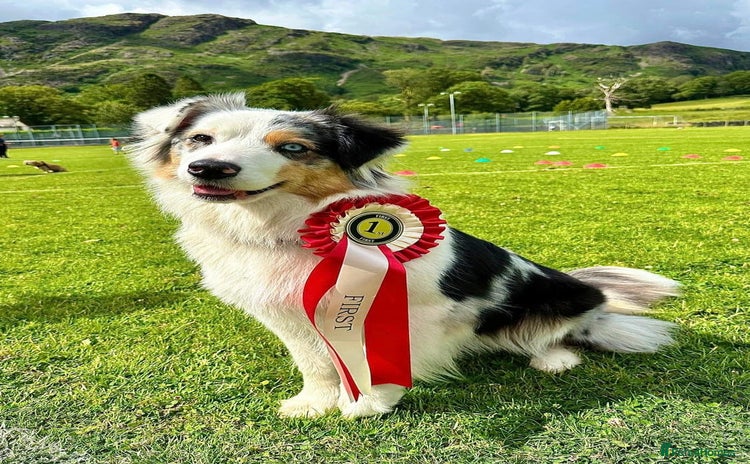 Australian Shepherd dogs - Advert 1