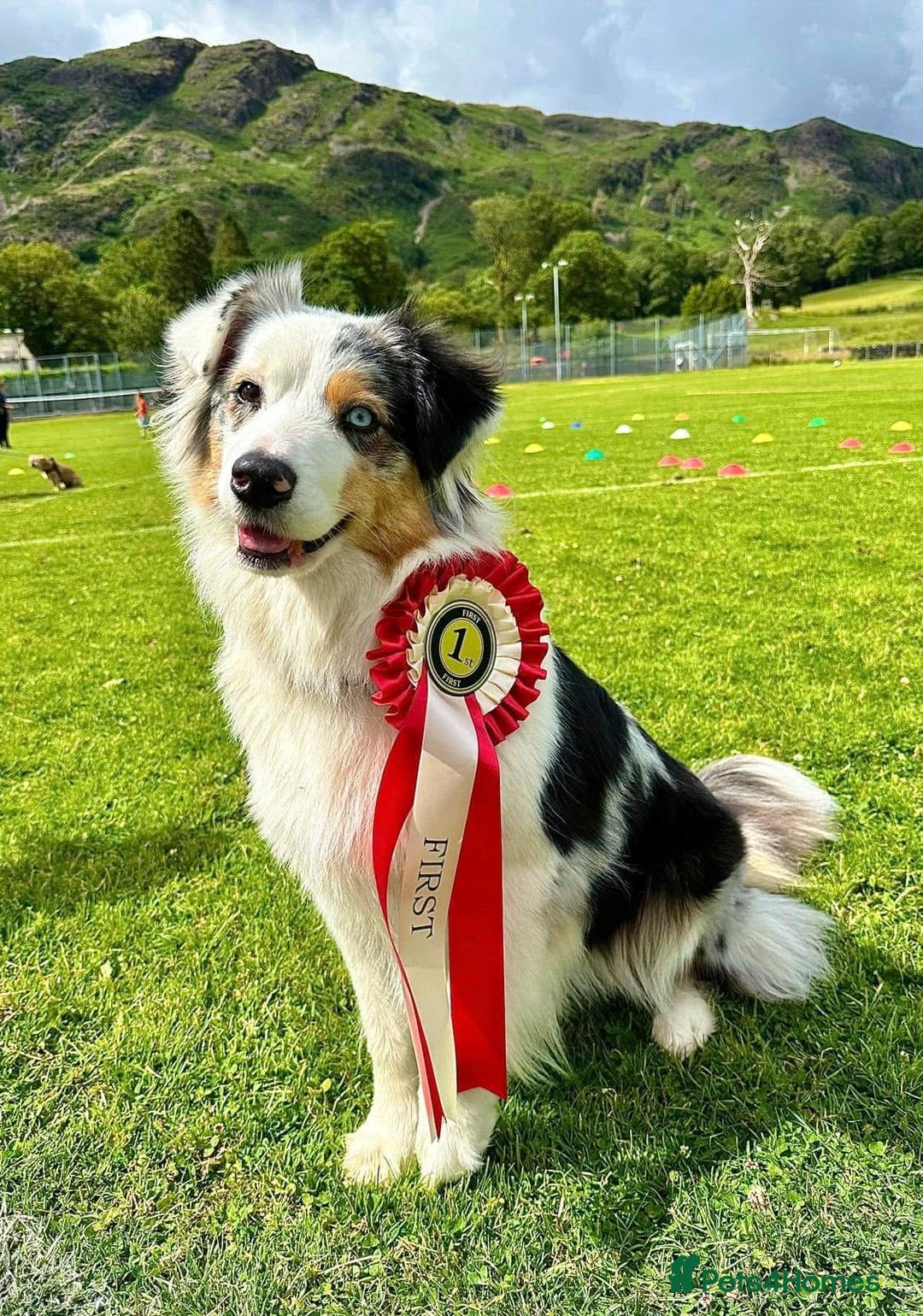 Australian Shepherd dogs for sale: Full Aussie KC registered pups - Image 1