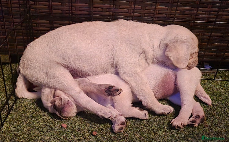 Pug dogs - Advert 1
