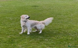 Golden Retriever dogs for sale: 🐾Three stunning golden retriever puppies. 🐾 - Image 3