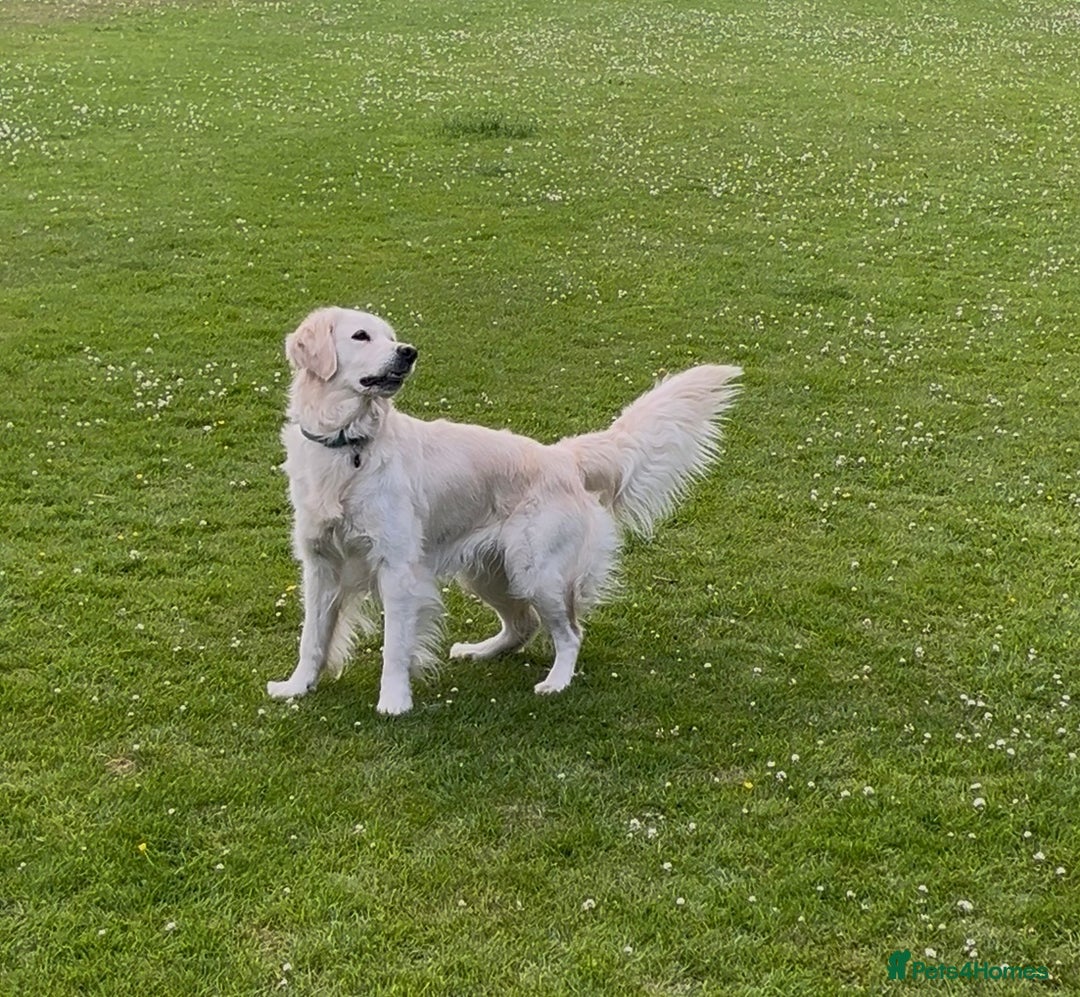 Golden Retriever dogs for sale: 🐾Three stunning golden retriever puppies. 🐾 - Image 3