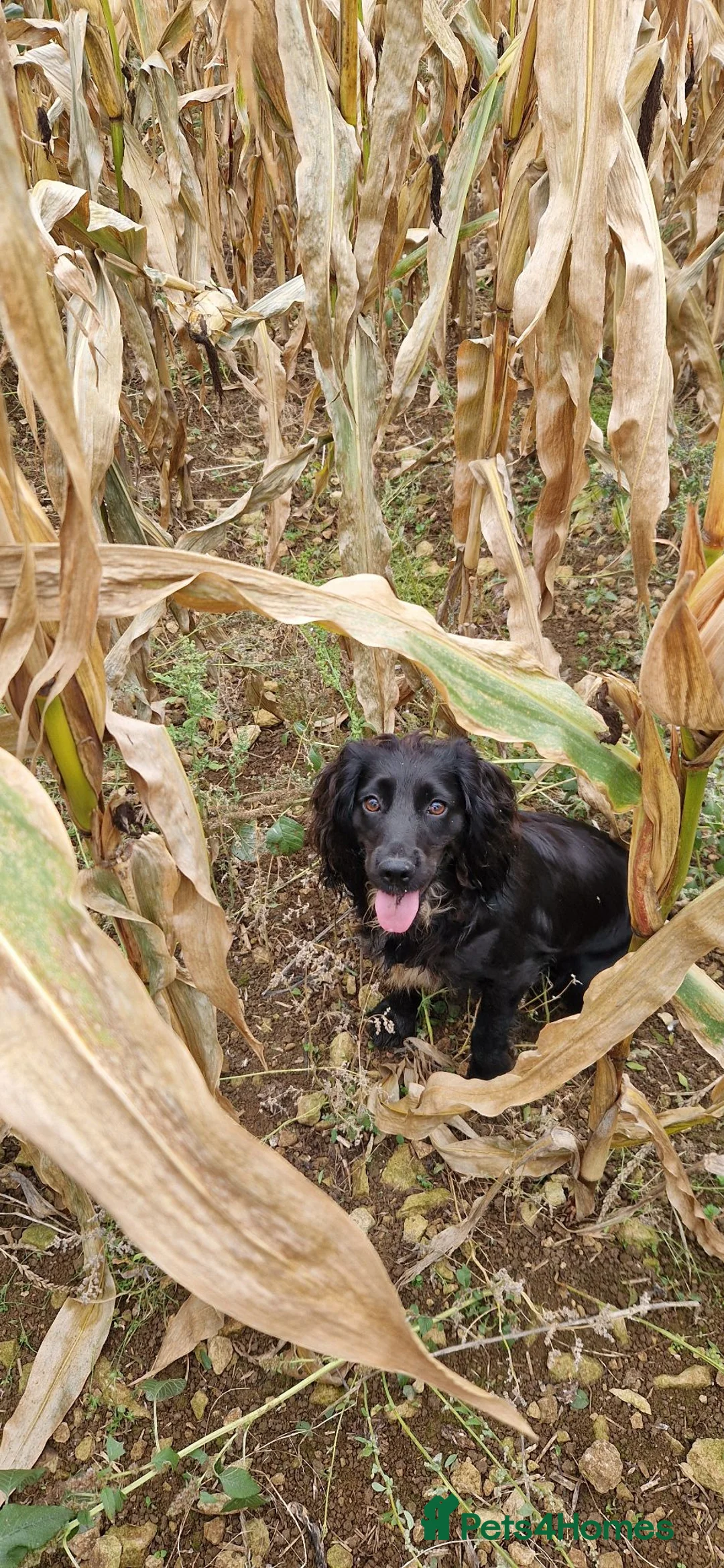 Cocker Spaniel dogs for sale: Working cocker spaniel puppies  in Dursley - Advert 16