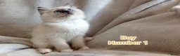 Ragdoll cats for sale: Beautiful Ragdoll Kittens Looking for Loving Homes - Advert 10