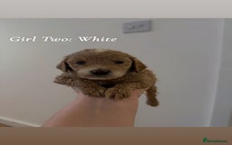Mixed Breed dogs for sale: Toy Maltipoo X Miniature Labradoodle Puppies - Image 9
