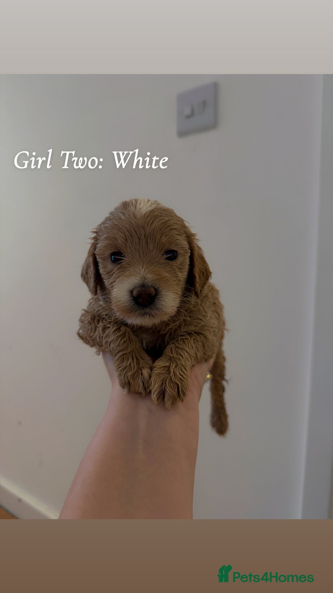Mixed Breed dogs for sale: Toy Maltipoo X Miniature Labradoodle Puppies - Image 9