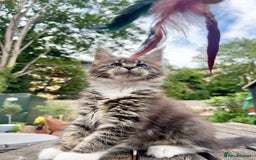 Maine Coon cats for sale: Champions- Bloodline Purebred Maine Coon Kittens  - Image 17