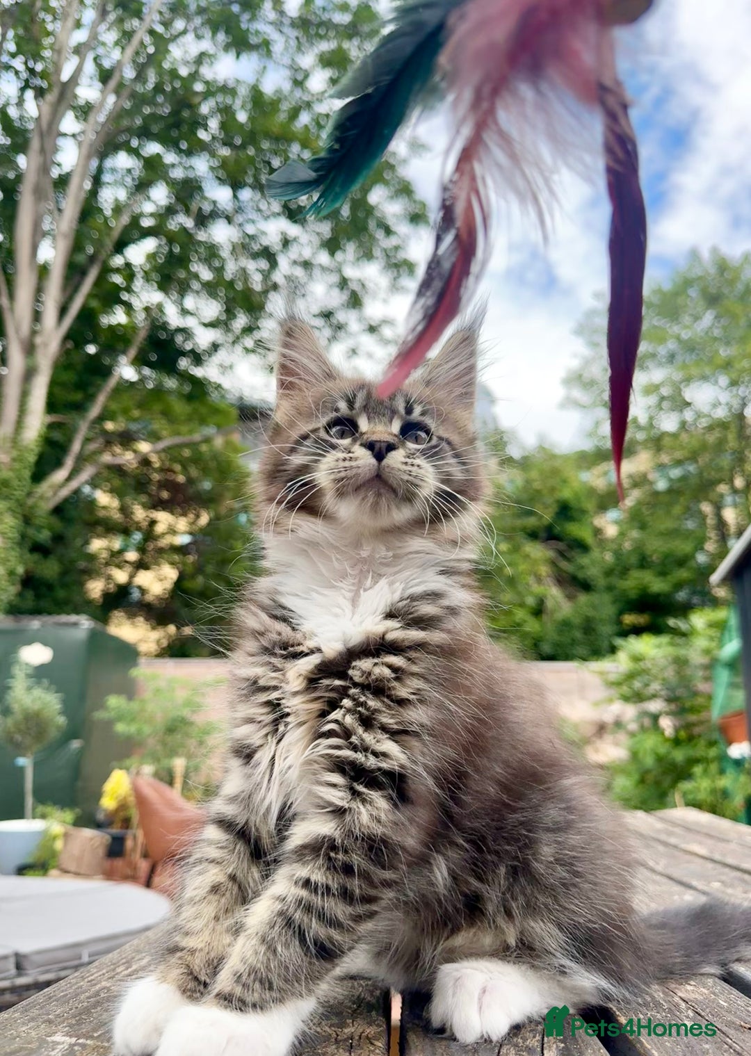 Maine Coon cats for sale: Champions- Bloodline Purebred Maine Coon Kittens  - Image 17
