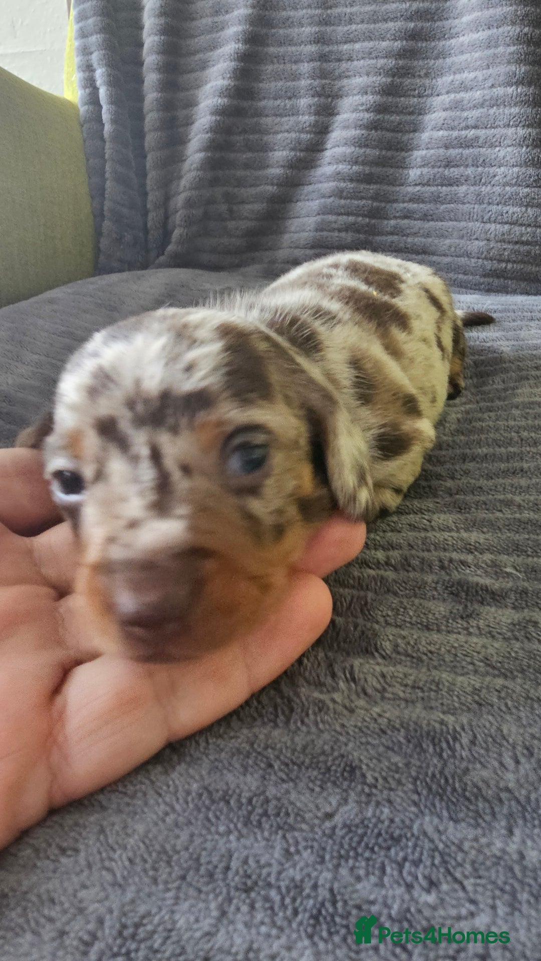 Dachshund dogs for sale: Stunning KC Registered Dachshund Puppies - Image 4