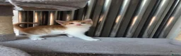 Mixed Breed cats for sale: 5 Adorable Kittens Looking for Loving Homes - Advert 4