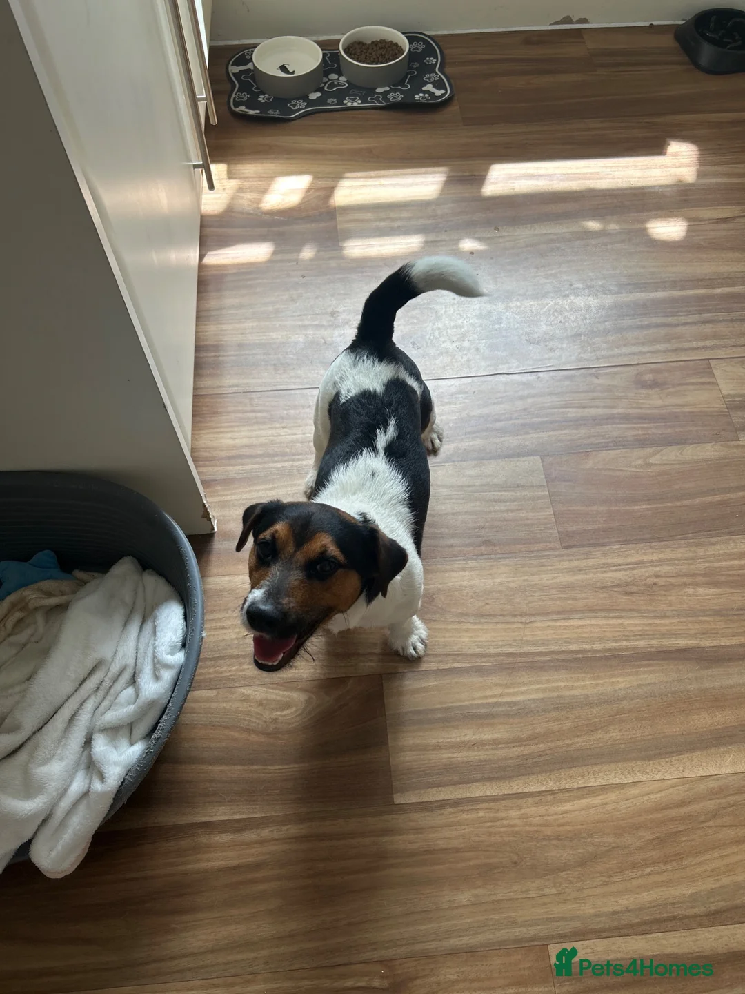 Jack Russell dogs for sale: Tucker in Rickmansworth - Advert 2