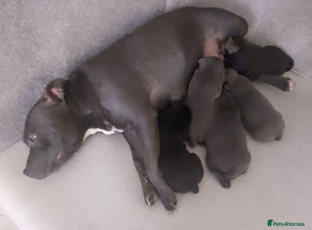 Staffordshire Bull Terrier dogs for sale: champion Fathered blue and black puppies KC reg - Image 9