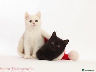 British Shorthair cats Adorable British Babies - Advert 1