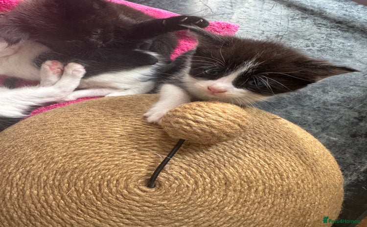 Mixed Breed cats in Milton Keynes - Advert 14