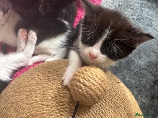 Mixed Breed cats in Milton Keynes - Advert 2