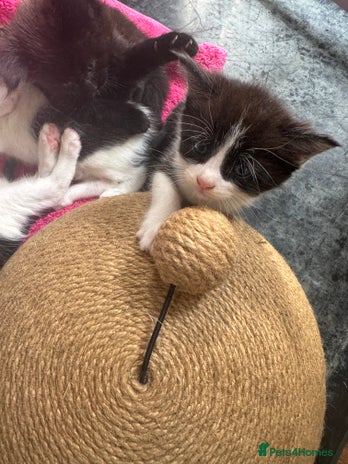 Mixed Breed cats in Milton Keynes - Advert 14