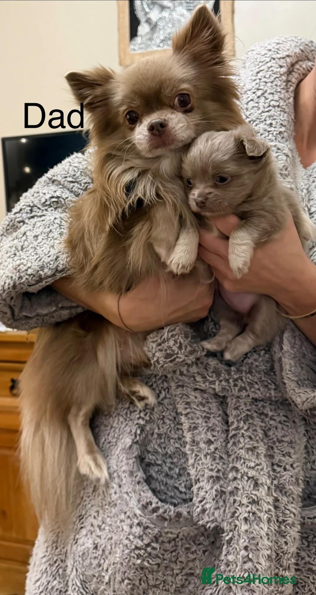 Chihuahua dogs for sale: Stunning long hair lilac chihuahua girl  - Advert 1