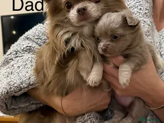 Chihuahua dogs Stunning long hair lilac chihuahua girl - Advert 1