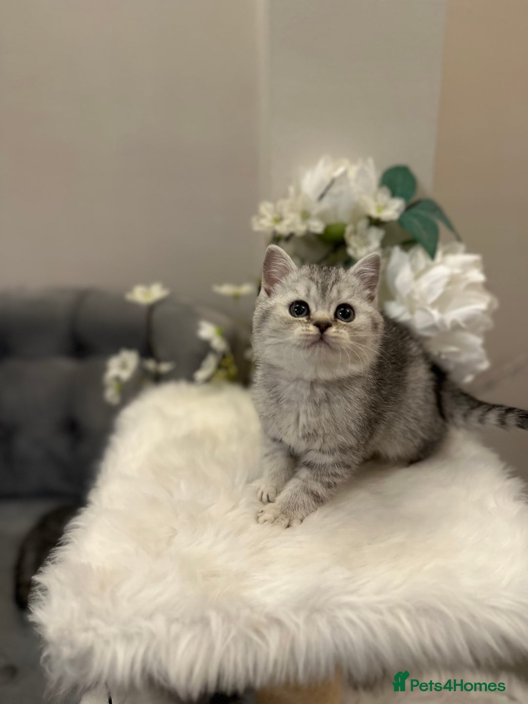 British Shorthair cats for sale: Silver Spotted Full Pedigree Registered BSH - Image 17