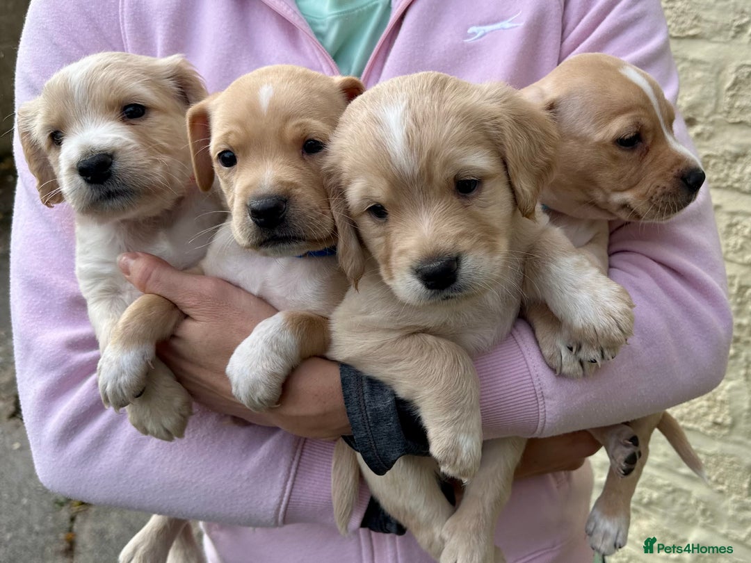Cocker Spaniel dogs for sale: READY SOON! Working Cocker Spaniel mix Puppies  - Image 22