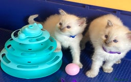 Ragdoll cats for sale: GCCF registered ChampionBloodline 5GENpedigree BSH - Image 16