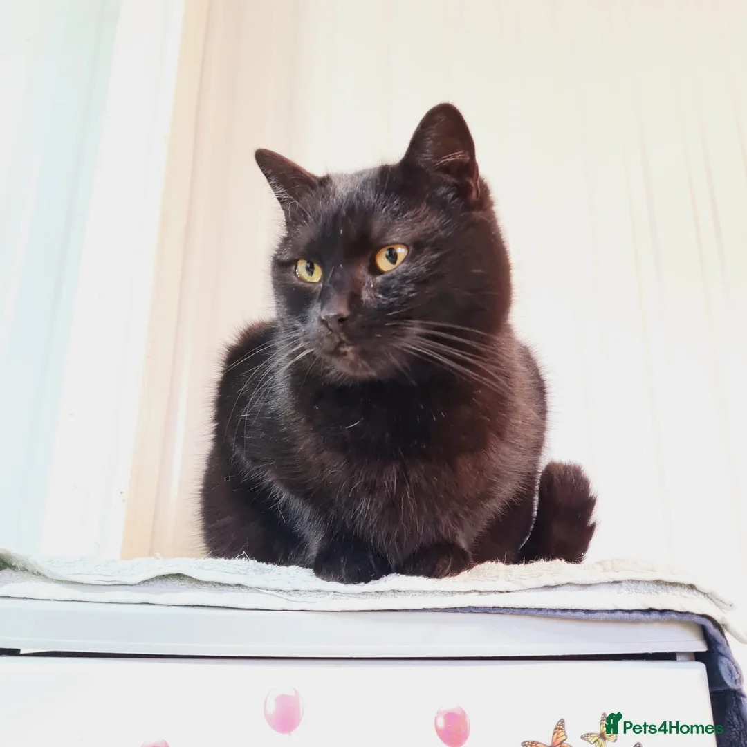 Mixed Breed cats for adoption: 🐾 EL NEGRO – a Lovely Boy for a Loving Home🐾 - Advert 1